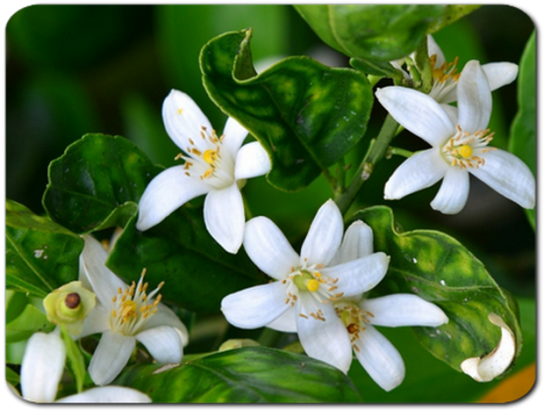 Dschunke Huile de massage ayurvédique NEROLI 500ml